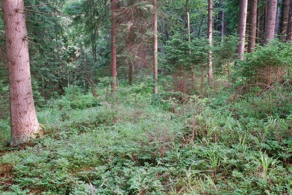 Vysoké Tatry, Podbanské, 9.8.2004
Pramenná oblast nad levým břehem Belé.
Klíčová slova: Vysoké Tatry Podbanské Metanomus infuscatus