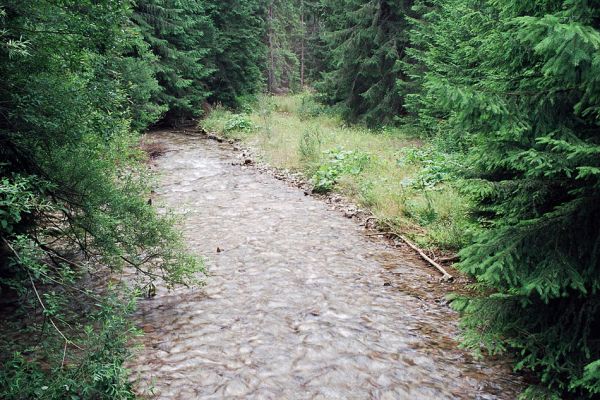 Podbanské, 9.8.2004
Kamenistý potok a jeho štěrkové břehy u soutoku s řekou Belá. Biotop vzácného kovaříka Selatosomus aeneus f. subpuberulus.
Keywords: Vysoké Tatry Podbanské Kamenistý potok