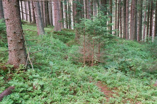 Vysoké Tatry, Podbanské, 9.8.2004
Pramenná oblast nad levým břehem Belé. 



Klíčová slova: Vysoké Tatry Podbanské Metanomus infuscatus