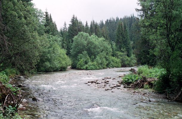 Podbanské, 9.8.2004
Divoká horská řeka Belá jižně od osady Podbanské.
Schlüsselwörter: Vysoké Tatry Podbanské Belá