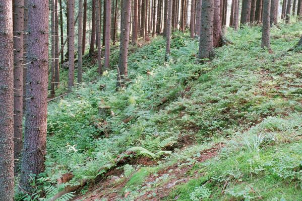 Vysoké Tatry, Podbanské, 9.8.2004
Pramenná oblast nad levým břehem Belé. 


Klíčová slova: Vysoké Tatry Podbanské Metanomus infuscatus