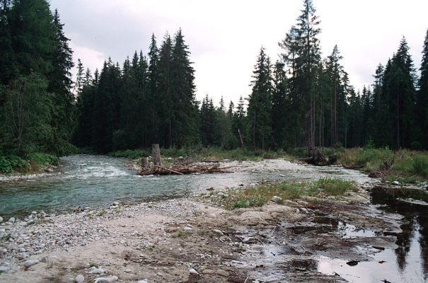 Podbanské, 9.8.2004
Rozsáhlé štěrkové náplavy v korytě řeky Belá. Biotop kovaříka Fleutiauxellus maritimus. 
Keywords: Vysoké Tatry Podbanské Belá Fleutiauxellus maritimus