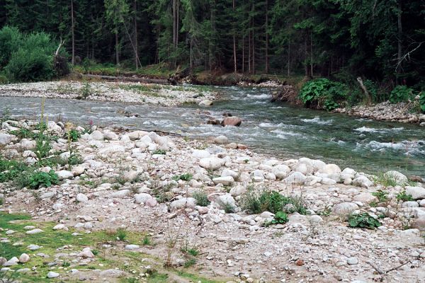 Podbanské, 9.8.2004
Rozsáhlé štěrkové náplavy v korytě řeky Belá. Biotop kovaříka Fleutiauxellus maritimus. 
Schlüsselwörter: Vysoké Tatry Podbanské Belá Fleutiauxellus maritimus