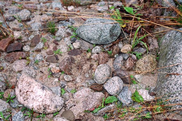 Podbanské, 9.8.2004
Štěrkový náplav v korytě řeky Belá. Hrubý písek, drobné i větší kameny.  Biotop kovaříka Fleutiauxellus maritimus. 
Mots-clés: Vysoké Tatry Podbanské Belá Fleutiauxellus maritimus