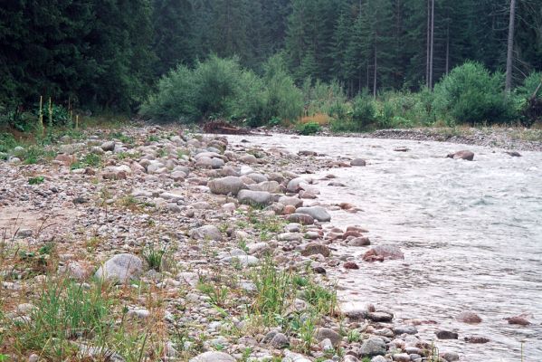 Podbanské, 9.8.2004
Pohled na štěrkové náplavy řeky Belá. Biotop kovaříka Fleutiauxellus maritimus.
Mots-clés: Vysoké Tatry Podbanské Belá Fleutiauxellus maritimus