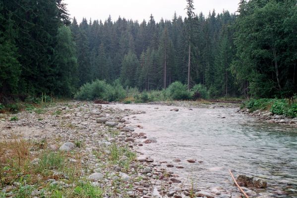 Podbanské, 9.8.2004
Pohled na štěrkové náplavy řeky Belá. Biotop kovaříka Fleutiauxellus maritimus.
Keywords: Vysoké Tatry Podbanské Belá Fleutiauxellus maritimus