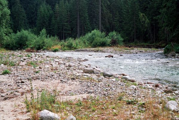 Podbanské, 9.8.2004
Pohled na štěrkové náplavy řeky Belá. Biotop kovaříka Fleutiauxellus maritimus.
Klíčová slova: Vysoké Tatry Podbanské Belá Fleutiauxellus maritimus