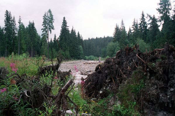 Podbanské, 9.8.2004
Pohled na štěrkové náplavy řeky Belá. Biotop kovaříka Fleutiauxellus maritimus.
Schlüsselwörter: Vysoké Tatry Podbanské Belá Fleutiauxellus maritimus