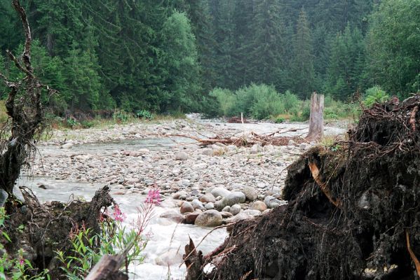 Podbanské, 9.8.2004
Pohled na štěrkové náplavy řeky Belá. Biotop kovaříka Fleutiauxellus maritimus.
Schlüsselwörter: Vysoké Tatry Podbanské Belá Fleutiauxellus maritimus