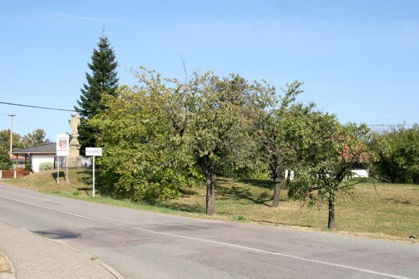 Podbřezí, 18.9.2009
Malý sad u vjezdu do obce od hlavní silnice.
Klíčová slova: Podbřezí Anthaxia candens