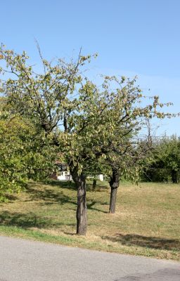 Podbřezí, 18.9.2009
Malý sad u vjezdu do obce od hlavní silnice.
Mots-clés: Podbřezí Anthaxia candens