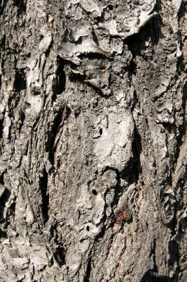 Podbřezí, 18.9.2009
Výletové otvory krasce Anthaxia candens.
Klíčová slova: Podbřezí Anthaxia candens