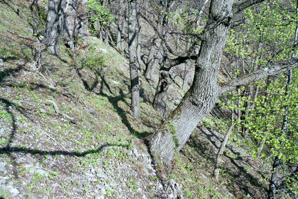 Podhradík, 30.4.2003
Strmé svahy rezervace Dubová hora. Na snímku dutý dub - biotop kovaříka Limoniscus violaceus.
Klíčová slova: Podhradík Dubová hora Limoniscus violaceus Cardiophorus gramineus Ampedus hjorti Stenagostus rhombeus Hypoganus inunctus