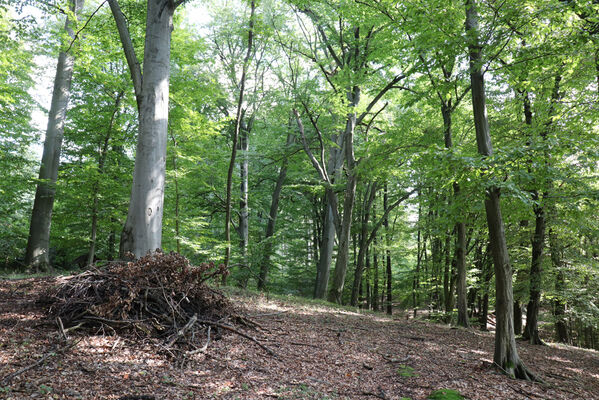 Týniště nad Orlicí, 23.9.2022
Les mezi Čertovým dolem a Smržovkou.
Klíčová slova: Podorlicko Týniště nad Orlicí Křivice