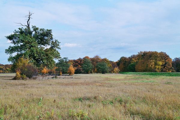 Břeclav-Pohansko, 17.10.2005
Odvodněné louky u Dyje se skupinami solitérních dubů.
Schlüsselwörter: Břeclav Pohansko Dyje Brachygonus ruficeps Ampedus cardinalis Podeonius acuticornis