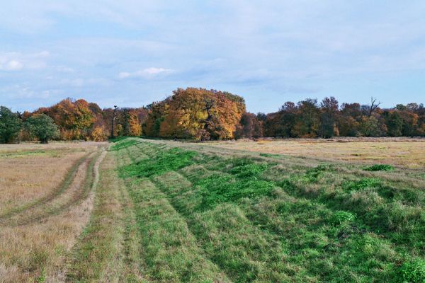 Břeclav-Pohansko, 17.10.2005
Záplavové louky u Dyje s háji lužních lesů a se skupinami solitérních dubů. Na snímku je protipovodňová hráz.
Mots-clés: Břeclav Pohansko Dyje Brachygonus ruficeps Ampedus cardinalis Podeonius acuticornis