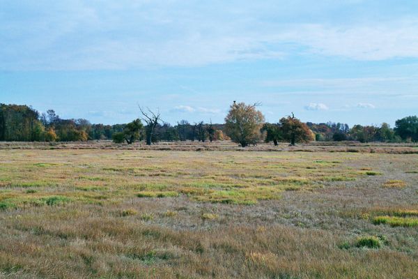 Břeclav-Pohansko, 17.10.2005
Záplavové louky u Dyje se skupinami solitérních dubů.
Schlüsselwörter: Břeclav Pohansko Dyje Oedostethus quadripustulatus Ampedus cardinalis Podeonius acuticornis