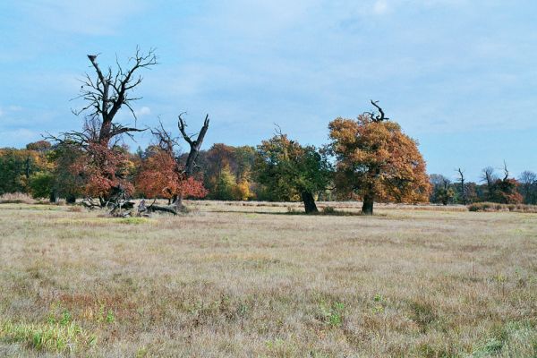 Břeclav-Pohansko, 17.10.2005
Záplavové louky u Dyje se skupinami solitérních dubů.
Schlüsselwörter: Břeclav Pohansko Dyje Oedostethus quadripustulatus Brachygonus ruficeps Ampedus cardinalis Podeonius acuticornis