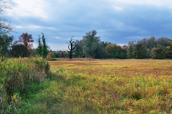 Břeclav-Pohansko, 17.10.2005
Záplavové louky u Dyje s háji lužních lesů a skupinami solitérních dubů.
Keywords: Břeclav Pohansko Dyje Oedostethus quadripustulatus Brachygonus ruficeps Ampedus cardinalis Podeonius acuticornis