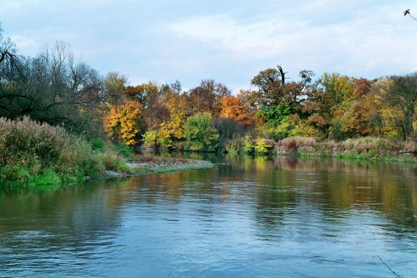 Břeclav-Pohansko, 17.10.2005
Meandr Dyje nedaleko Pohanska. Štěrkové náplavy na rakouském břehu mohou býti osídleny pobřežními druhy čeledi Elateridae.
Schlüsselwörter: Břeclav Pohansko Dyje Negastrius Zorochros