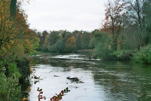 Břeclav-Pohansko, 17.10.2005
Řeka Dyje nedaleko od Pohanska.
Schlüsselwörter: Břeclav Pohansko Dyje