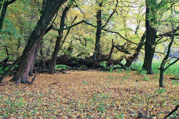 Břeclav-Pohansko, 17.10.2005
Okraj obhospodařovaného lužního lesa u meandru Dyje.
Schlüsselwörter: Břeclav Pohansko Dyje Calambus bipustulatus