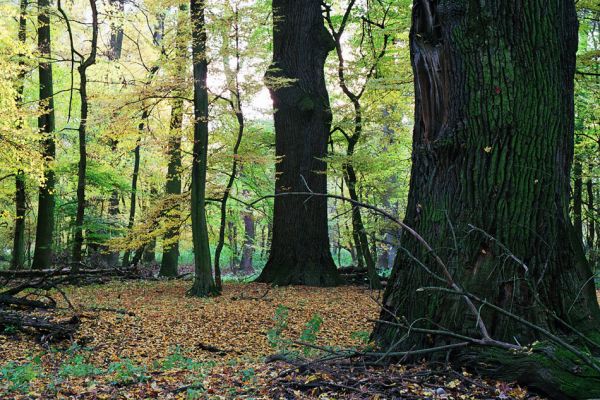 Břeclav-Pohansko, 17.10.2005
Obhospodařovaný lužní les u Dyje s mohutnými duby.
Mots-clés: Břeclav Pohansko Dyje Brachygonus ruficeps Ampedus cardinalis elegantulus