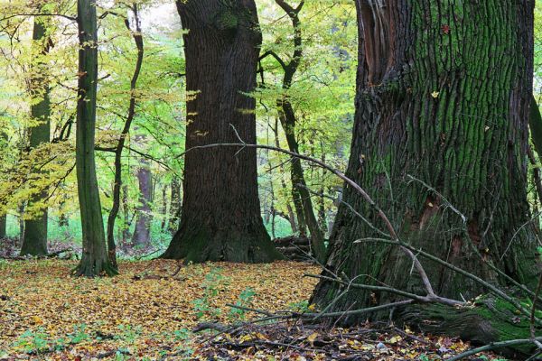 Břeclav-Pohansko, 17.10.2005
Obhospodařovaný lužní les u Dyje s mohutnými duby.
Schlüsselwörter: Břeclav Pohansko Dyje Brachygonus ruficeps Ampedus cardinalis elegantulus