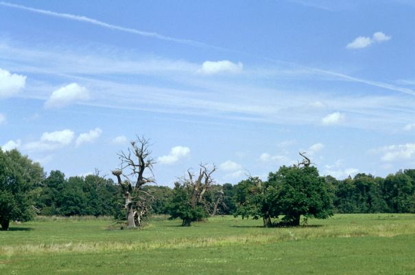 Břeclav - Pohansko, 23.7.2000
Periodicky zaplavované louky se solitérními duby. Biotop kovaříka Oedostethus quadripustulatus
Mots-clés: Břeclav Pohansko Oedostethus quadripustulatus