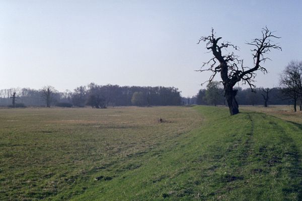 Břeclav, Pohansko, 29.3.2002
Záplavová luka Dyje s hrází. Večer v království solitérních dubů.
Keywords: Břeclav Pohansko dub