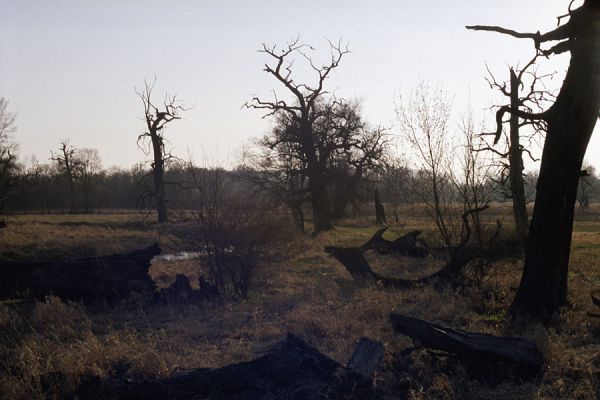 Břeclav, Pohansko, 29.3.2002
Záplavová luka Dyje. Večer v království solitérních dubů.
Klíčová slova: Břeclav Pohansko dub