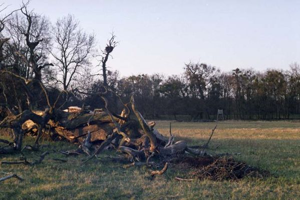 Břeclav, Pohansko, 29.3.2002
Okraje záplavových luk Dyje. Starý dub s čapím hnízdem padnul.
Schlüsselwörter: Břeclav Pohansko Ectamenogonus montandoni