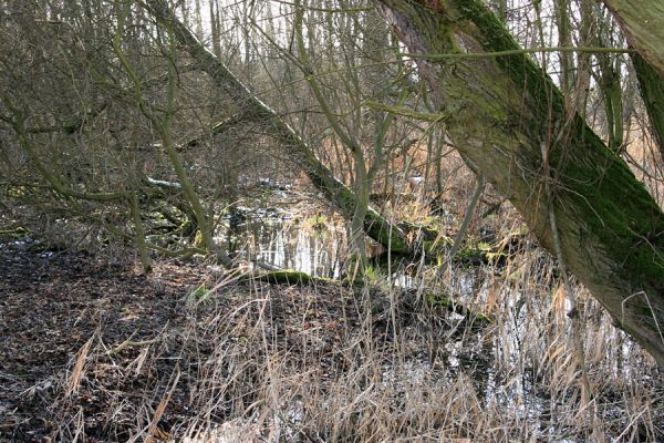 Pohřebačka - Na bahnách, 20.3.2008
Před několika desítkami let jste zde mohli plout na loďce
Mots-clés: Pohřebačka Na bahnách