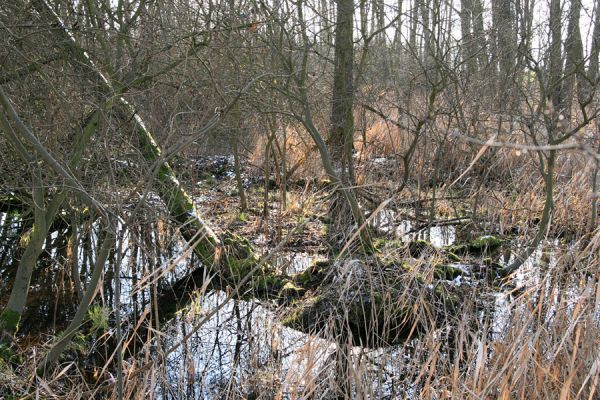 Pohřebačka - Na bahnách, 20.3.2008
Z jara jsou tůně zaplněné vodou
Schlüsselwörter: Pohřebačka Na bahnách