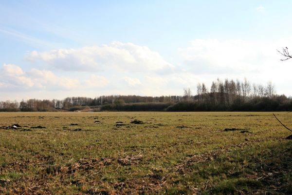 Pohřebačka - Na bahnách, 20.3.2008
Taková louka se dnes hned tak nevidí. Za lužním lesem je obec Libišany
Klíčová slova: Pohřebačka Na bahnách