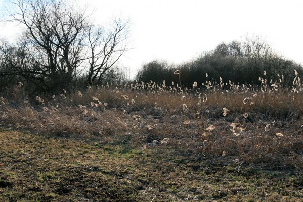 Pohřebačka - Na bahnách, 20.3.2008
Neprůchodná divočina
Mots-clés: Pohřebačka Na bahnách