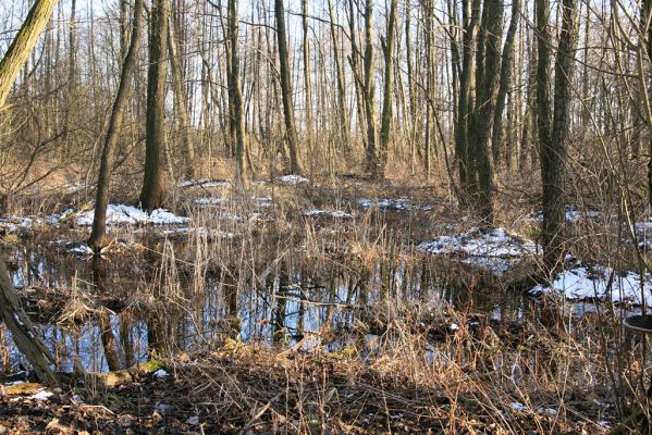 Pohřebačka - Na bahnách, 20.3.2008
Olšina
Klíčová slova: Pohřebačka Na bahnách