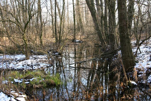 Pohřebačka - Na bahnách, 20.3.2008
Olšina
Schlüsselwörter: Pohřebačka Na bahnách