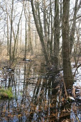 Pohřebačka - Na bahnách, 20.3.2008
Západní okraj olšiny
Schlüsselwörter: Pohřebačka Na bahnách