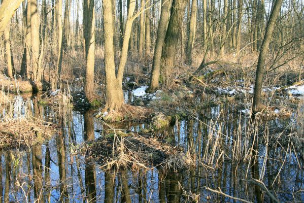 Pohřebačka - Na bahnách, 20.3.2008
Olšina
Schlüsselwörter: Pohřebačka Na bahnách