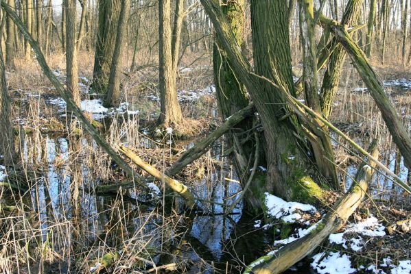 Pohřebačka - Na bahnách, 20.3.2008
Olšina
Klíčová slova: Pohřebačka Na bahnách