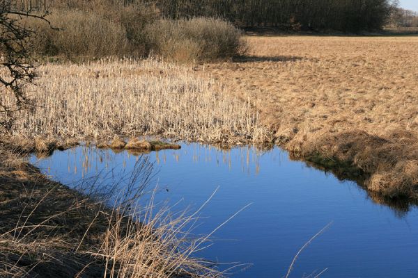 Pohřebačka - Na bahnách, 20.3.2008
Slatinné louky s jezírkem, které vzniklo po odtěžení rašeliny
Keywords: Pohřebačka Na bahnách