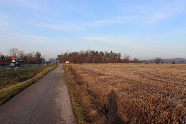 Opatovice nad Labem, 24.11.2020
Pohřebačka, smíšený les u záplavových luk Labe.
Klíčová slova: Opatovice nad Labem Pohřebačka les u Labe