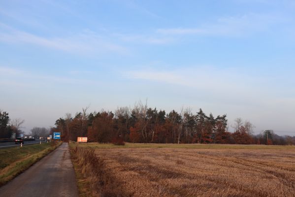 Opatovice nad Labem, 24.11.2020
Pohřebačka, smíšený les u záplavových luk Labe.
Klíčová slova: Opatovice nad Labem Pohřebačka les u Labe