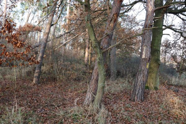 Opatovice nad Labem, 24.11.2020
Pohřebačka, smíšený les u záplavových luk Labe. 
Mots-clés: Opatovice nad Labem Pohřebačka les u Labe Agrilinus ater