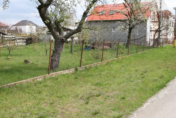 Opatovice nad Labem, 24.4.2012
Pohřebačka. Biotop zlatohlávků huňatých.
Klíčová slova: Opatovice nad Labem Pohřebačka zlatohlávek huňatý Tropinota hirta