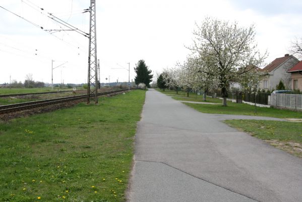 Opatovice nad Labem, 24.4.2012
Pohřebačka. Biotop zlatohlávků huňatých.
Klíčová slova: Opatovice nad Labem Pohřebačka zlatohlávek huňatý Tropinota hirta