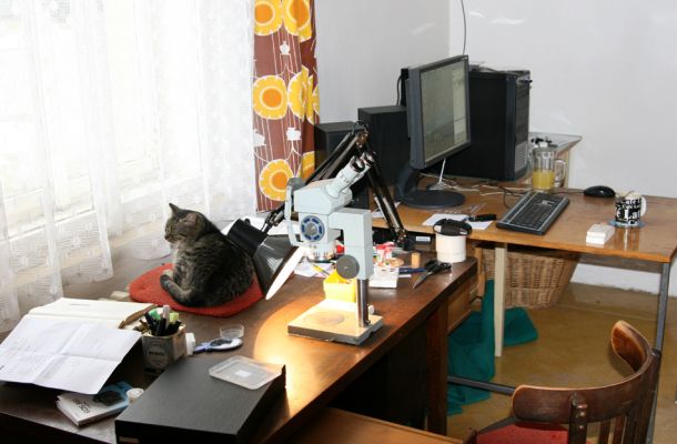 Pohřebačka 34, 26.2.2009
Tak takhle jsme s entokocourem Mourem bádali koncem února.
Schlüsselwörter: Pohřebačka entokocour Mour