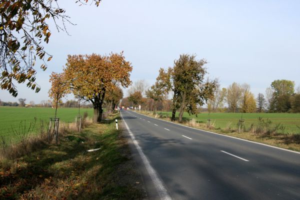 Libišany, 31.10.2008
Třešňová alej u silnice od libišanského hřbitova a odbočce na Praskačku. Boiotop krasce Anthaxia candens.
Klíčová slova: Libišany Pohřebačka Anthaxia candens