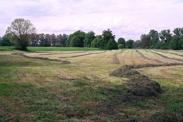 Opatovice-Polabiny, 8.5.2004
Senoseč na záplavových lukách. Biotop kovaříka Oedostethus quadripustulatus
Mots-clés: Opatovice Polabiny záplavové území senoseč Oedostethus quadripustulatus